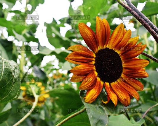 Sunflower Photo Print