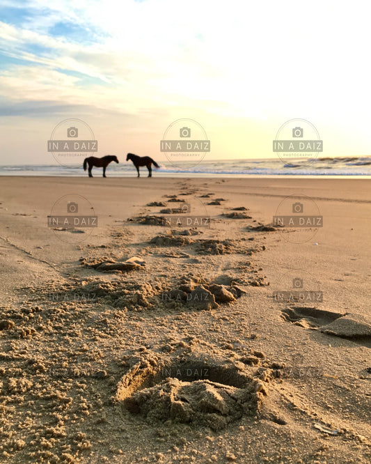 Beach x Horse Photo Print